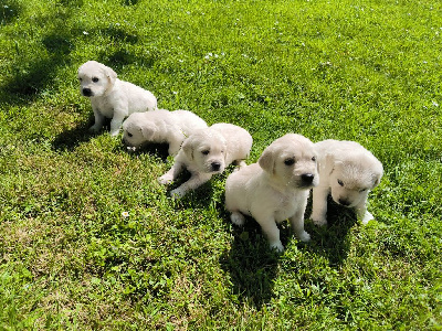 Gwenael Thevenin - Golden Retriever - Portée née le 10/04/2024